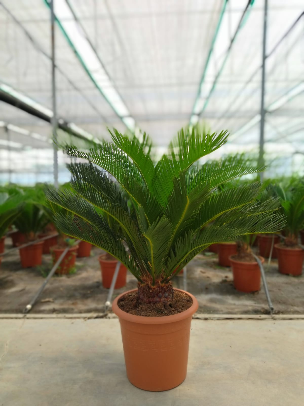 Floramici Srl | Skills Araucaria Hawaii